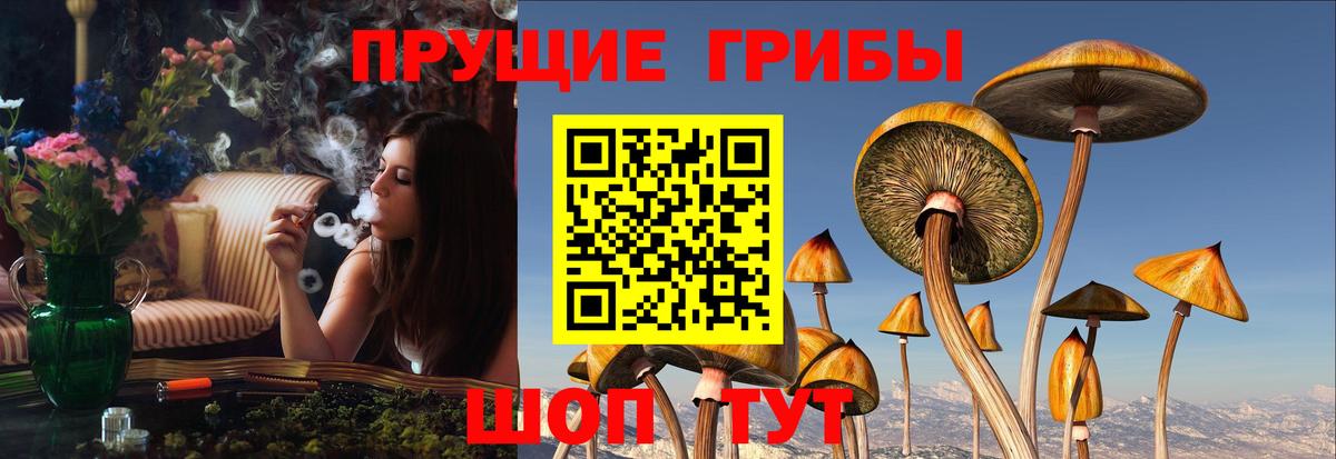 Елизово  Псилоцибиновые грибы Cubensis  Вход с VPN 